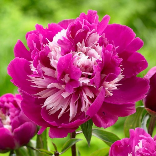 Semi peonia pink smile - di,