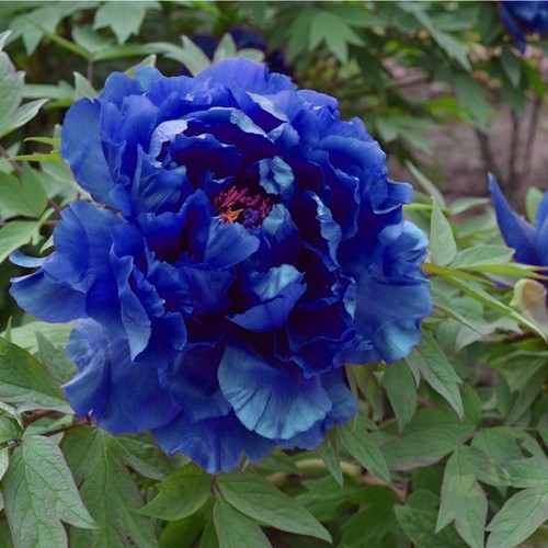 Semi peonia blue - semi, di