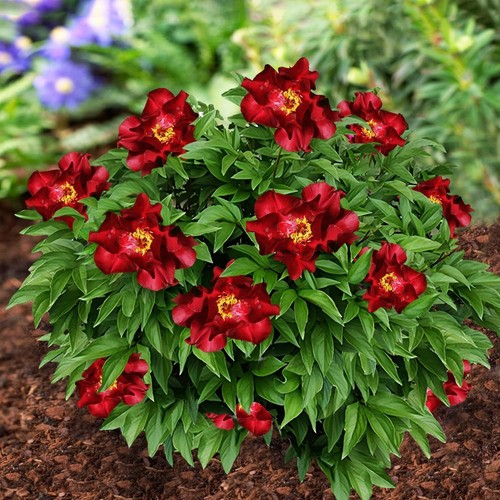 Pianta radice peonia - pianta, di