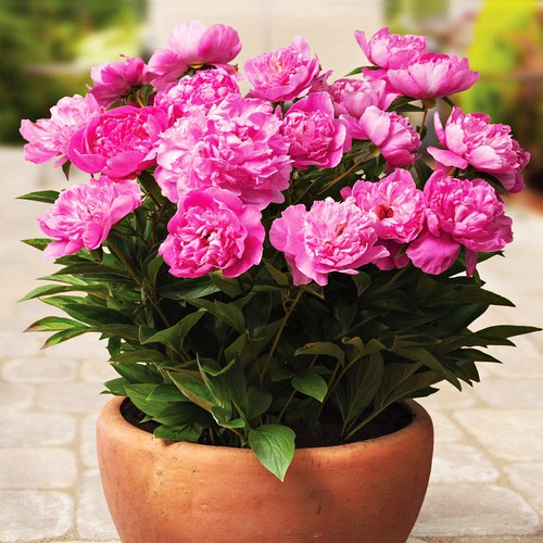 Peonia rizoma pianta perenne