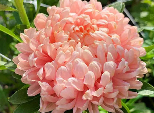 200 semi aster peonia - di,
