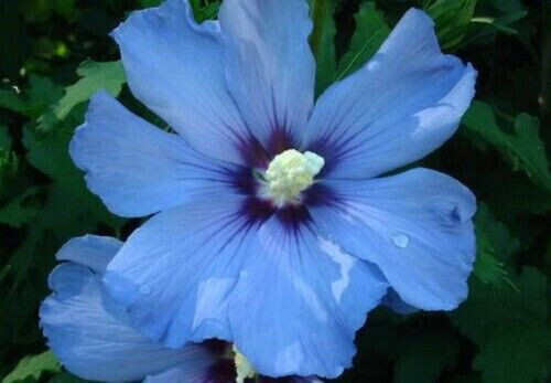 Semi hibiscus syriacus - 30,