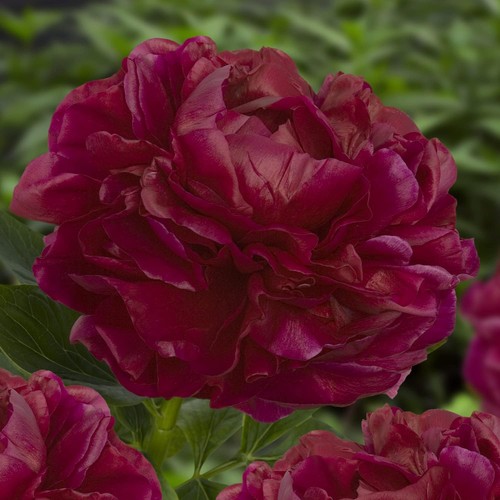 Pianta peonia con - di,