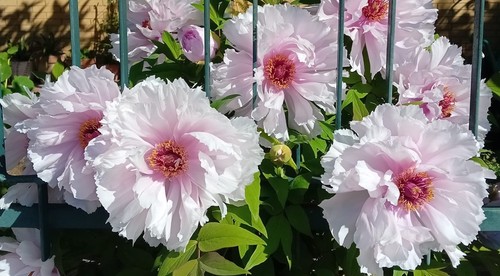 Semi peonia arbustiva - 6,