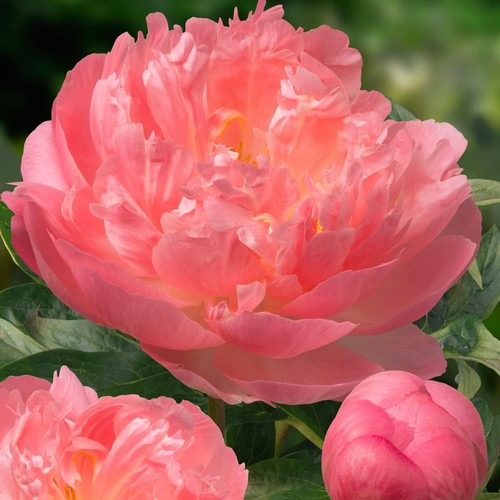 Pianta peonia con - di,