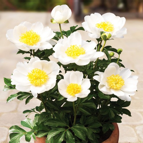 Peonia rizoma pianta perenne